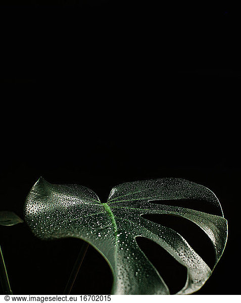 Monstera on black background with waterdrops