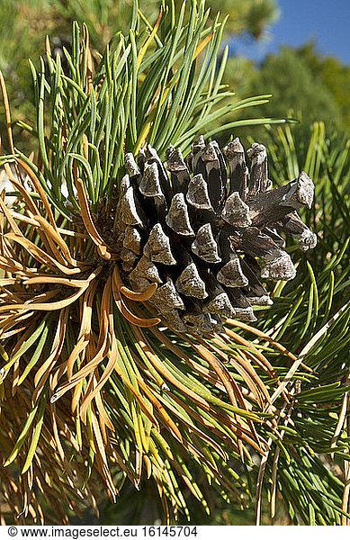 Montain pine (Pinus uncinata)  Mont Ventoux  Vaucluse  France