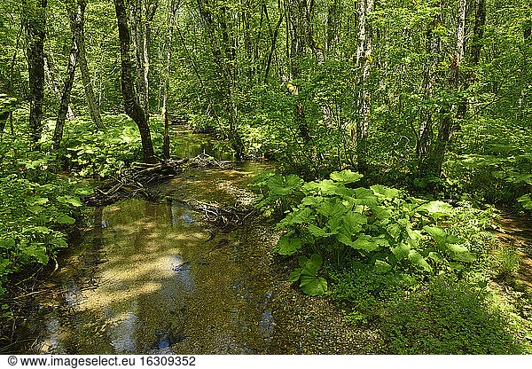 Montenegro,  Crna Gora,  wetland ecosystem,  Biogradsko Jezero National Park