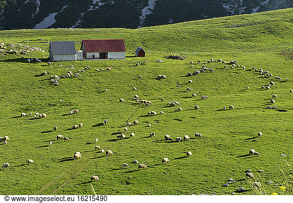 Montenegro  Schafe beim Grasen in Dobri Do