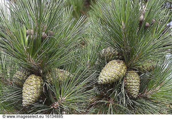 Monterey pine (Pinus radiata) cones  Lézardrieux  Côtes-d'Armor  Bretagne  France