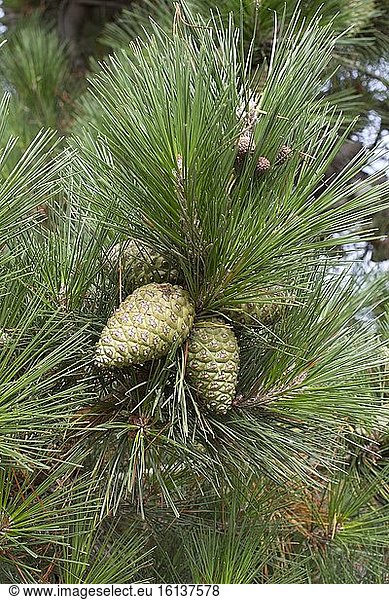 Monterey pine (Pinus radiata) cones  Lézardrieux  Côtes-d'Armor  Bretagne  France