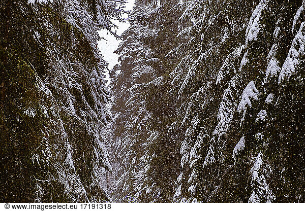 Moody snowy pine forest in winter  snow fall.