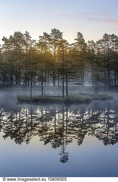Moor landscape with lake at daybreak  Knuthöjdsmossen  Sweden  Europe