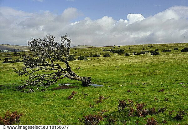 Moorland  Dartmoor National Park  Devon  England  Great Britain