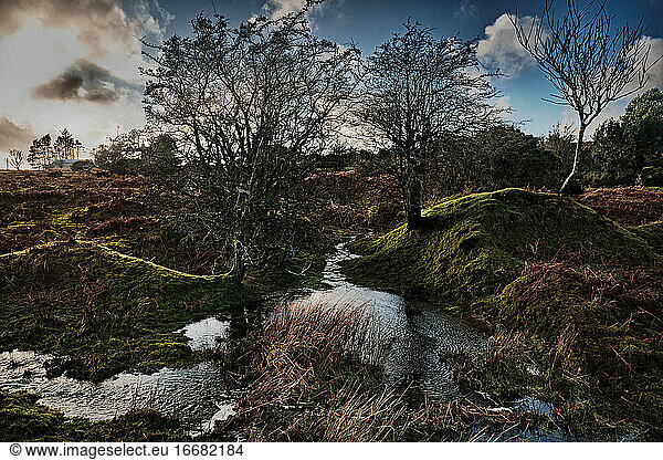 Moorland  Flooded With Trees in Cornwall