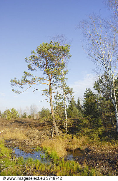 Moorlandschaft mit Tümpel  Föhre (pinus silvestris) und Birken (betula pubescens)  Nicklheim  Bayern  Deutschland  Europa