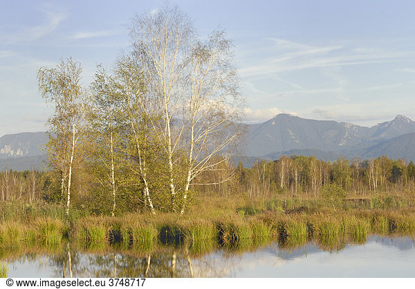 Moorlandschaft mit Teich und Birkenhain  hinten Alpen  Nicklheim  Voralpenland  Bayern  Deutschland  Europa