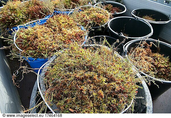 Moorschutz ist Klimaschutz  Wiederansiedlung von Bultentorfmoos (Sphagnum) im Leegmoor  Niedersachsen  Deutschland  Europa