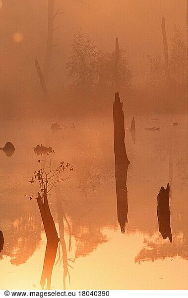 Moorsee in der Morgendämmerung  Nordrhein-Westfalen  Deutschland  Venner Moor  Dunst  haze  Europa  Landschaften  landscapes  Spiegelbild  mirror image  Teich  pond  Europa