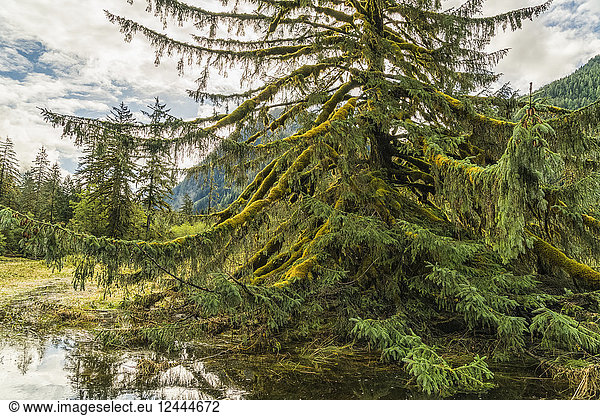 Moos auf einem Nadelbaum im Great Bear Rainforest  Hartley Bay  British Columbia  Kanada