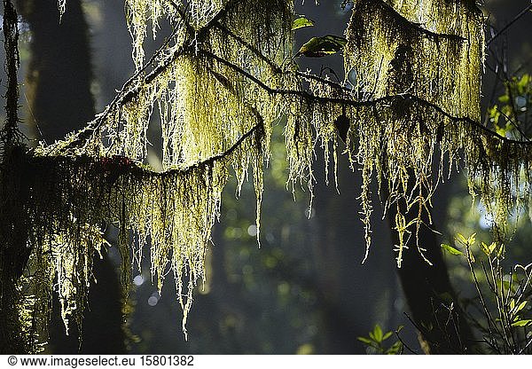 Moos auf Ästen im Nebelwald  Nationalpark Garajonay  La Gomera  Kanarische Inseln  Spanien  Europa