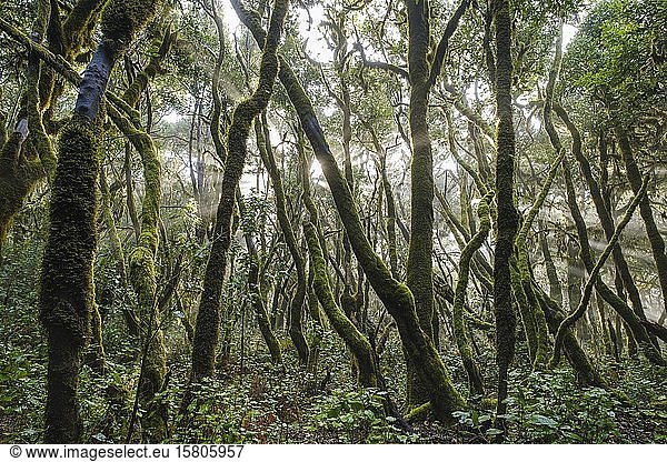 Moosbedeckte Bäume im Nebelwald  Nationalpark Garajonay  La Gomera  Kanarische Inseln  Spanien  Europa