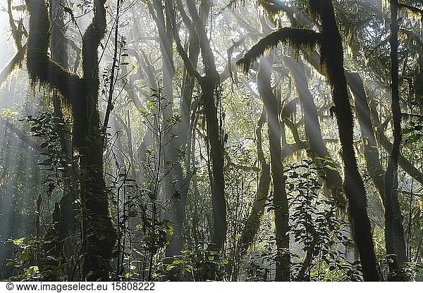 Moosbedeckte Bäume im Nebelwald  Nationalpark Garajonay  La Gomera  Kanarische Inseln  Spanien  Europa