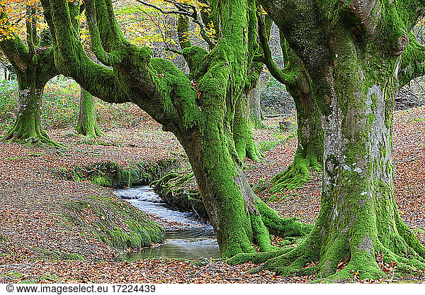 Moosbewachsene Bäume am Bach im Naturpark Gorbea
