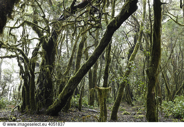 Moosbewachsene Bäume im Nebelwald  Nationalpark Garajonay  La Gomera  Kanaren  Kanarische Inseln  Spanien  Europa Garajonay Nationalpark