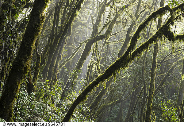 Moosbewachsene Baumstämme im Nebelwald  Lorbeerwald  Nationalpark Garajonay  La Gomera  Kanarische Inseln  Spanien  Europa