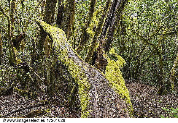 Moosbewachsener Baum im Garajonay-Nationalpark