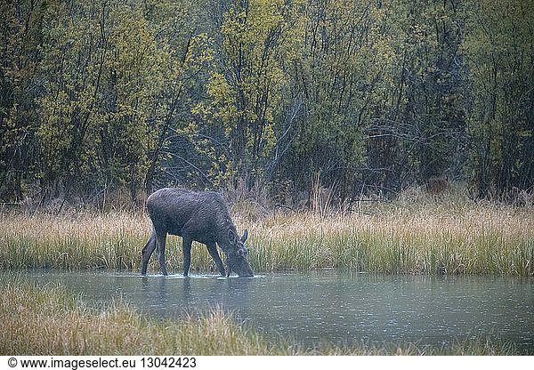 Moose drinking water in lake at Northern Rocky Mountains Provincial Park