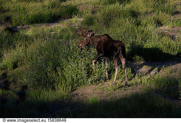 Moose eating by the Upper Snake River in the John D. Rockefeller Jr. Memorial Parkway