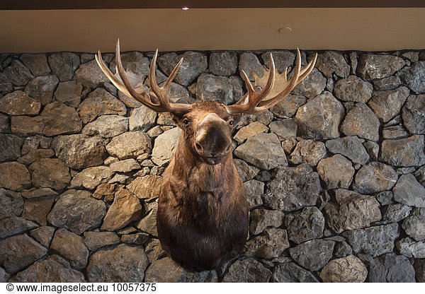 Moose head mounted on stone wall