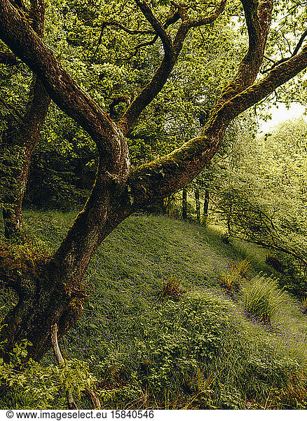 Moosiger Baum im schottischen Wald