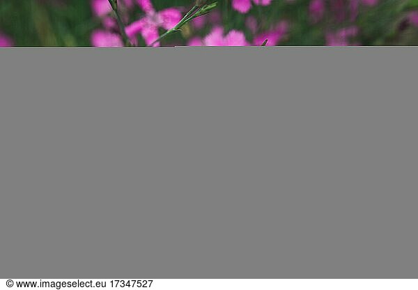 Moosrosa  kriechender Phlox  rosa Wildblumen  Gruppe von Wildblumen  geringe Schärfentiefe  Polen  Europa