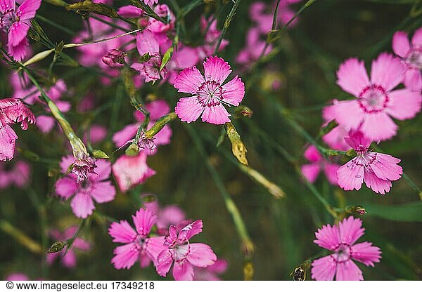 Moosrosa  kriechender Phlox  rosa Wildblumen  Gruppe von Wildblumen  geringe Schärfentiefe  Polen  Europa