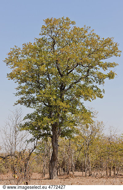 Mopane (Colophospermum mopane)  Krüger-Nationalpark  Südafrika  Afrika