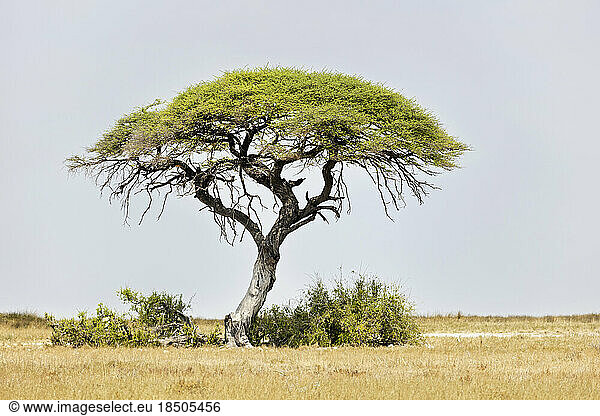 Mopane tree at Etosha National Park  Namibia  Africa