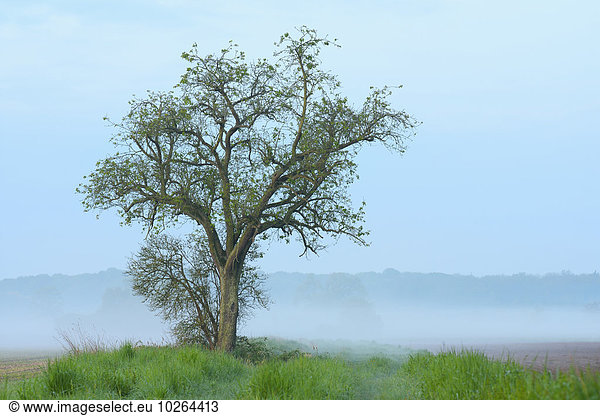 Morgen Baum Frucht Dunst Deutschland Hessen