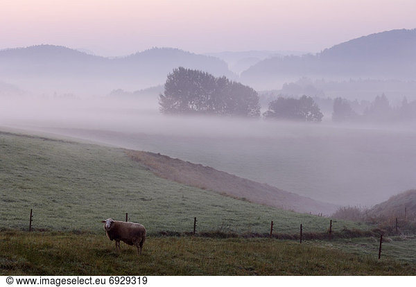 Morgen  Schaf  Ovis aries  Nebel  Wiese  Sächsische Schweiz  Deutschland  Sachsen