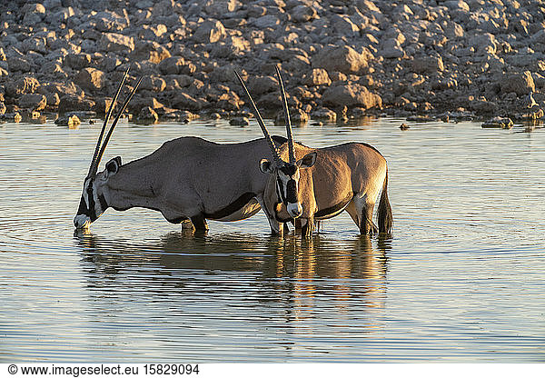 Morgenansicht von Oryx am Wasserloch im Etoscha-Nationalpark  Namibia