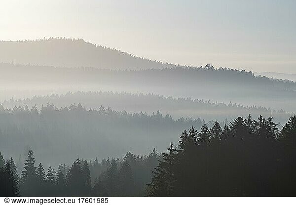 Morgennebel im Bayerischen Wald  hinten der Aussichtsturm des Baumwipfelpfads  Bayerischer Wald  Bayern  Deutschland  Europa