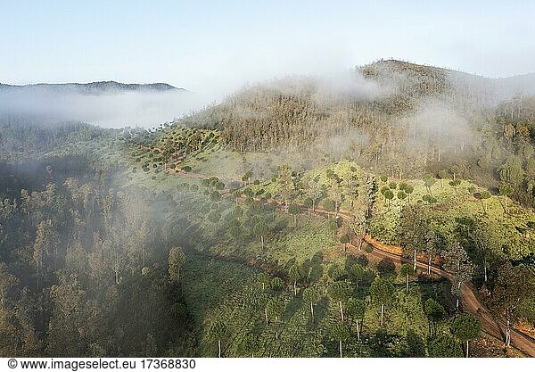 Morgennebel im Hochland der Provinz Huelva  Luftbild  Drohnenaufnahme  Andalusien  Spanien  Europa
