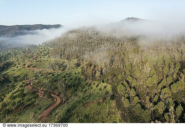 Morgennebel im Hochland der Provinz Huelva  Luftbild  Drohnenaufnahme  Andalusien  Spanien  Europa