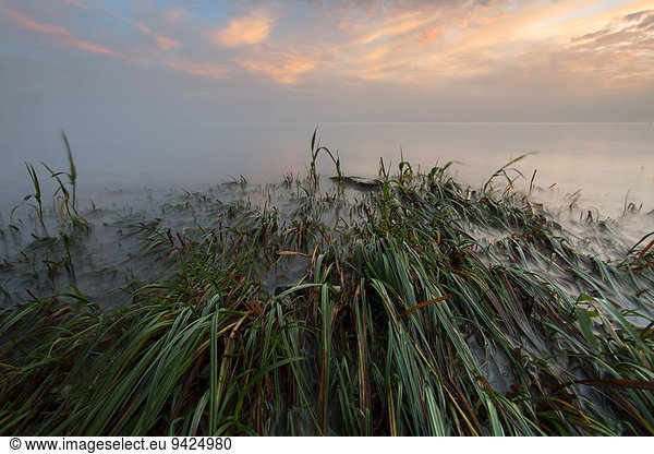 Morgenstimmung am Ufer von Landschlacht Bodensee Schweiz Europa