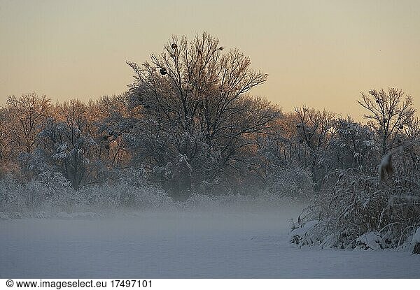 Morgenstimmung  Schnee  Sonnenaufgang  Donauau  Niederösterreich  Österreich  Europa
