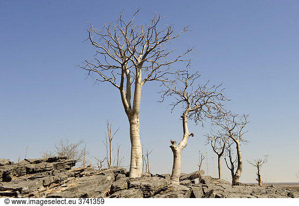 Moringabäume (Moringa ovalifolia) auf Hügel aus Dolerit im Halali-Rastlager  Etosha Nationalpark  Namibia  Afrika