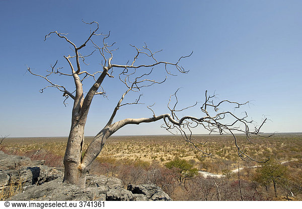 Moringabaum (Moringa ovalifolia) auf Hügel aus Dolerit im Halali-Rastlager  Etosha Nationalpark  Namibia  Afrika