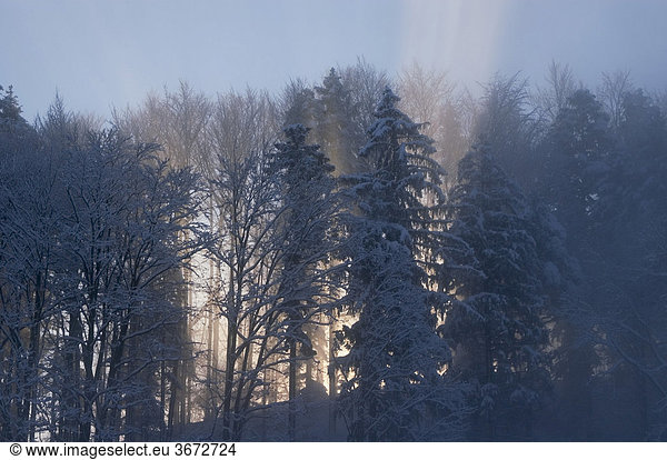 Morning dust and morning sunbeam in wintertime at the Blomberg near Bad Tölz Bad Toelz upper Bavaria Germany