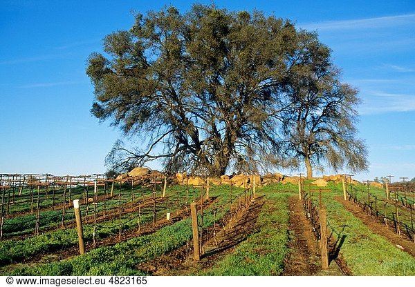 Morning light on oak tree and vineyard in the foothills near Plymouth,  Amador County,  California