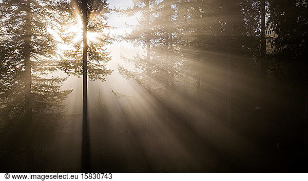 Morning rays slice through the trees