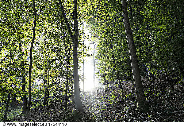 Morning sun shining through trees in forest
