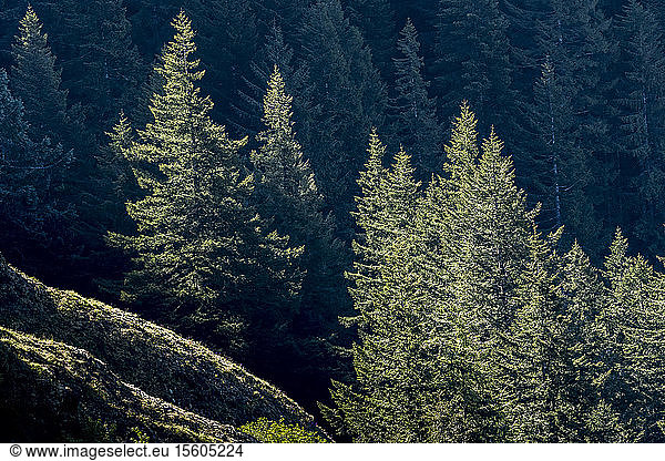 Morning sunlight illuminates fir trees on Saddle Mountain; Elsie  Oregon  United States of America