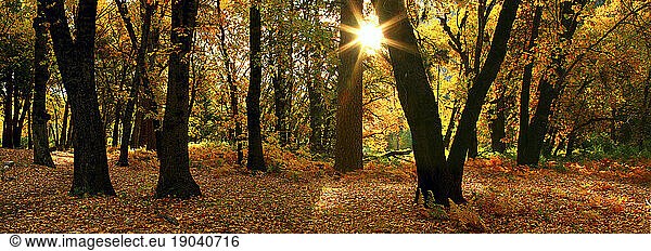 Morning sunlight shines through autumn oak trees in Yosemite National Park  California  USA during the Fall Season of 2010.