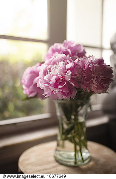 Morning sunshine coming through window onto vase filled w/pink peonies