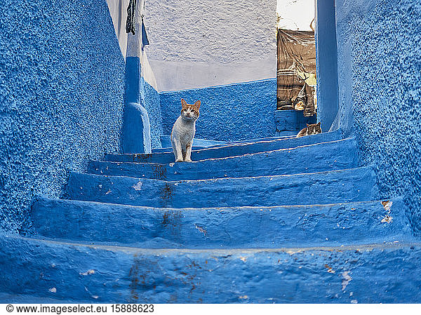 Morocco  Chefchaouen Province  Chefchaouen  Cat standing on blue-painted steps