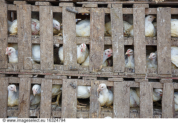 Morocco  Essaouira  chickens in box