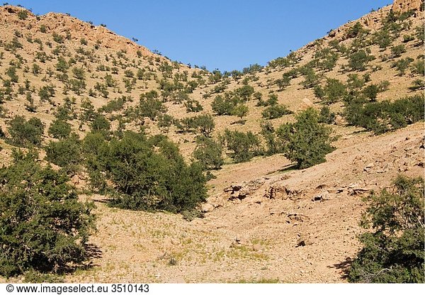 Morocco - Mountain slope grown with Argan trees Argania spinosa in the Anti-Atlas mountains in southwest Morocco